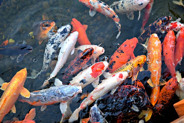 fish, koi fish, asian