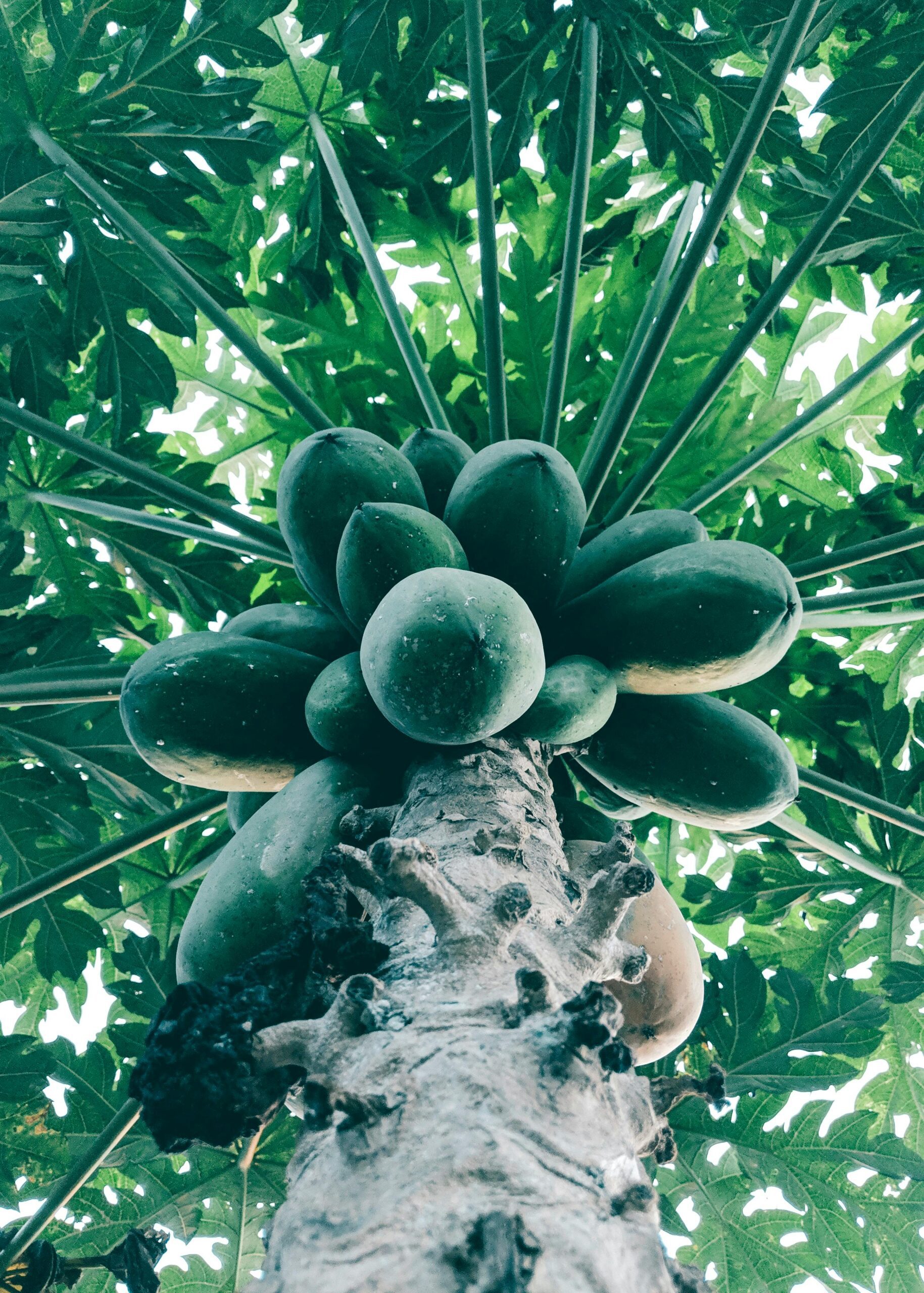 A vibrant low angle shot of a papaya tree with fresh green leaves, captured outdoors in Indonesia.